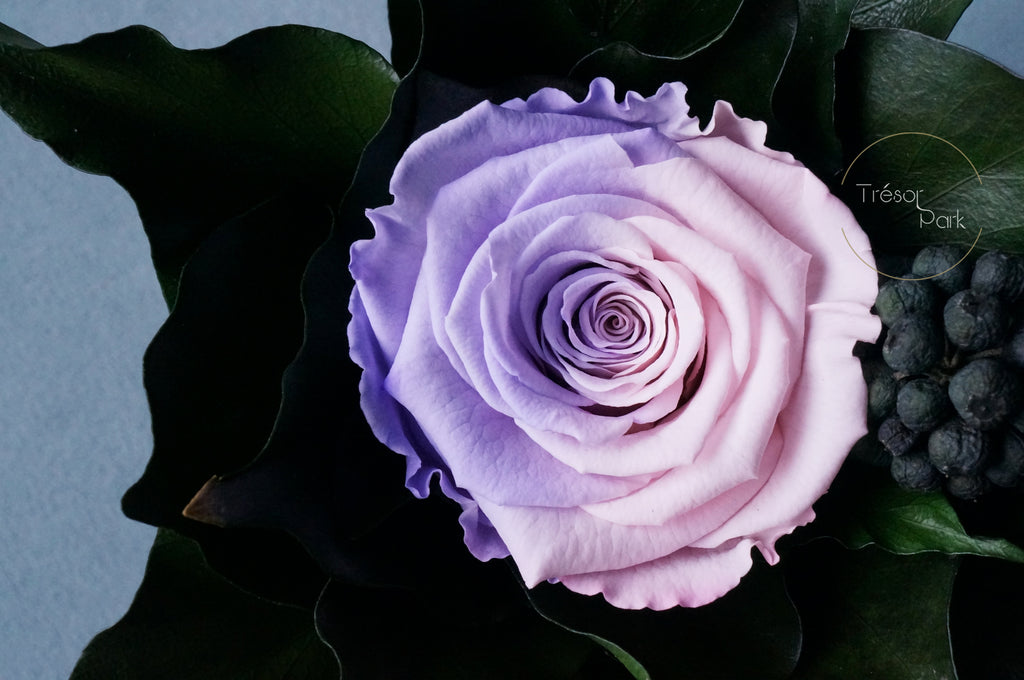 pink purple rose